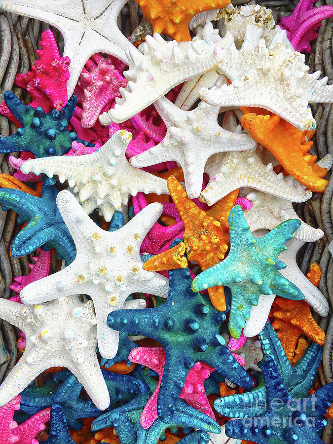 Colourful starfish background Photograph by Tom Gowanlock