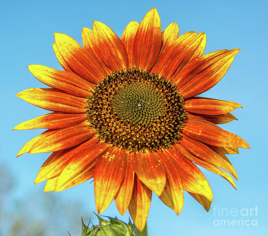 Colourful Sunflower Photograph by Cheryl Baxter