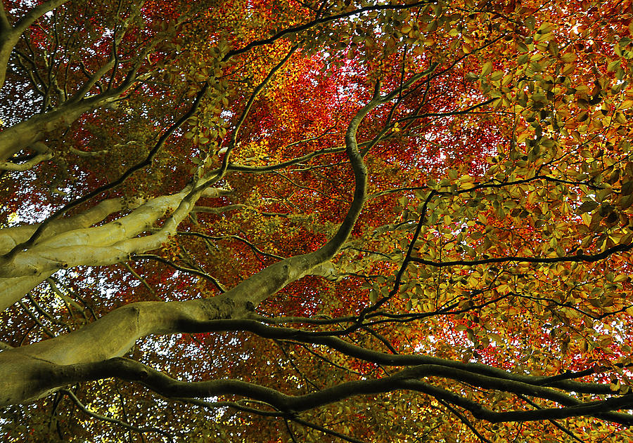 Colourful Tree Photograph by Svetlana Sewell