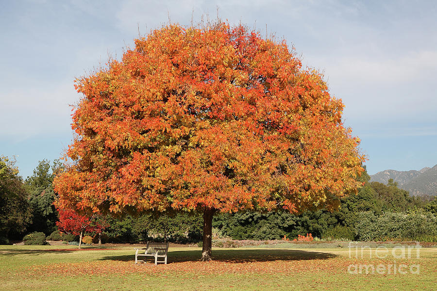 Colourful Tree with Fall colored foliage Photograph by Nicholas Burningham