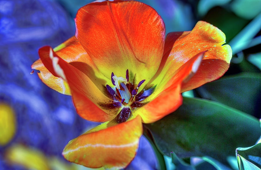 Colourful Tulip Photograph by Nadia Sanowar