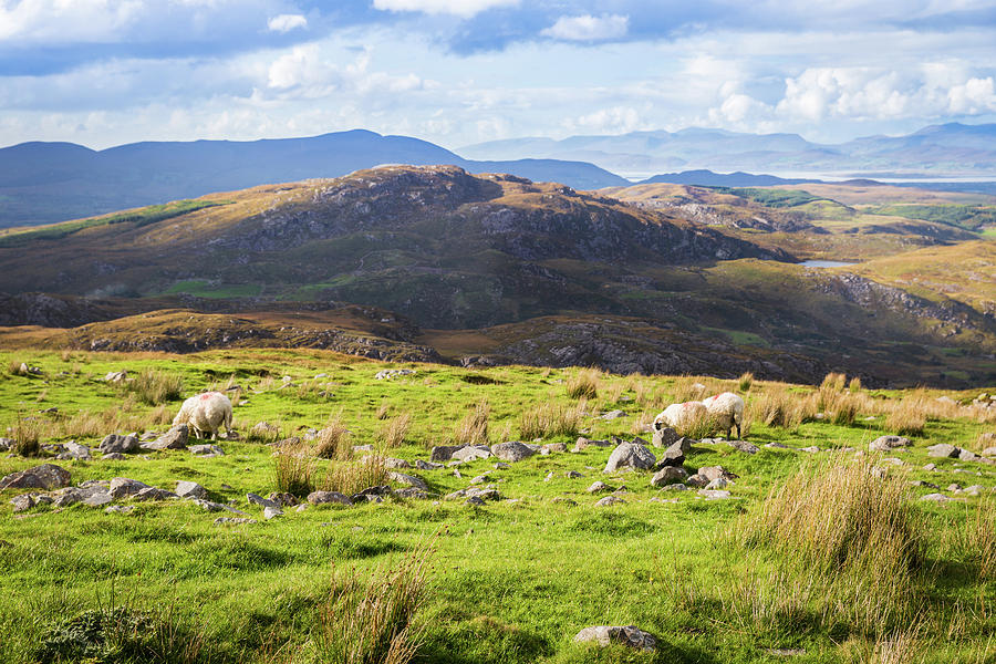 Colourful undulating Irish landscape in Kerry with grazing sheep Photograph by Semmick Photo
