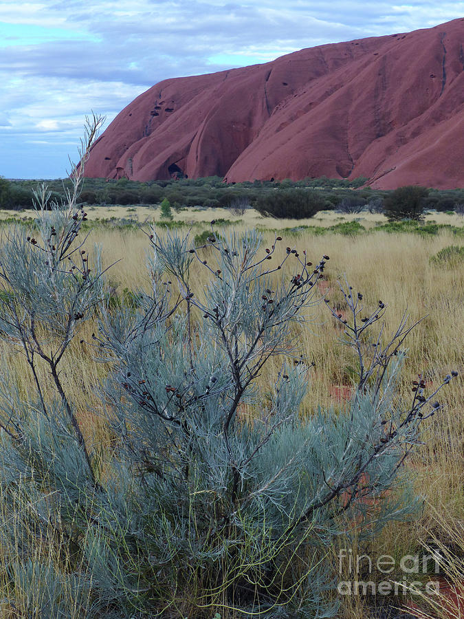 Colours and Contours - Uluru Photograph by Phil Banks