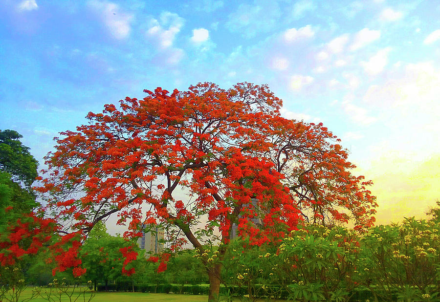 Nature Photograph - Colours - Gulmohar tree  by Atullya N Srivastava