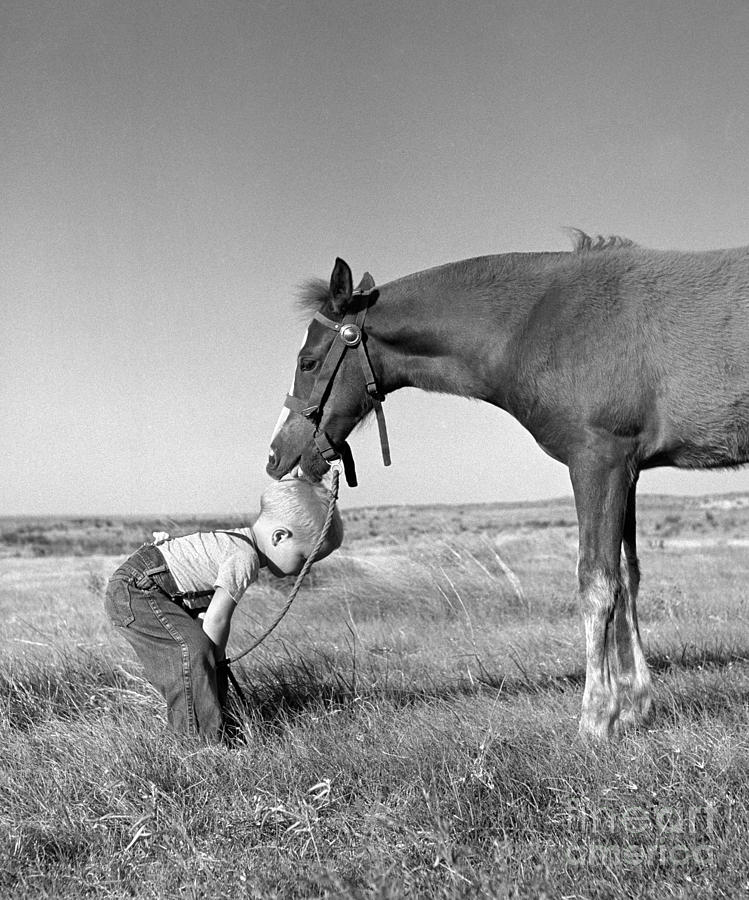 Colt Licks Boy, C.1950s Photograph by B. Taylor/ClassicStock