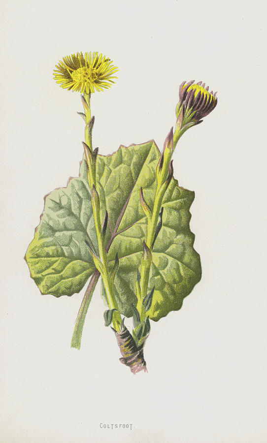 Still Life Painting - Coltsfoot by Frederick Edward Hulme