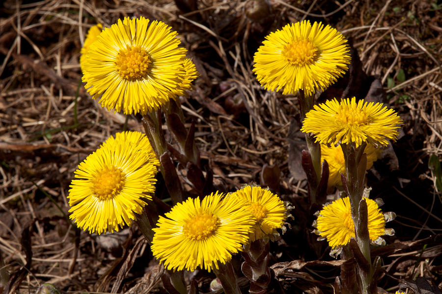 Coltsfoot Ring Photograph by Irwin Barrett