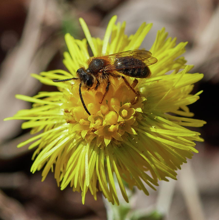 Coltsfoot with a bee Photograph by Jouko Lehto