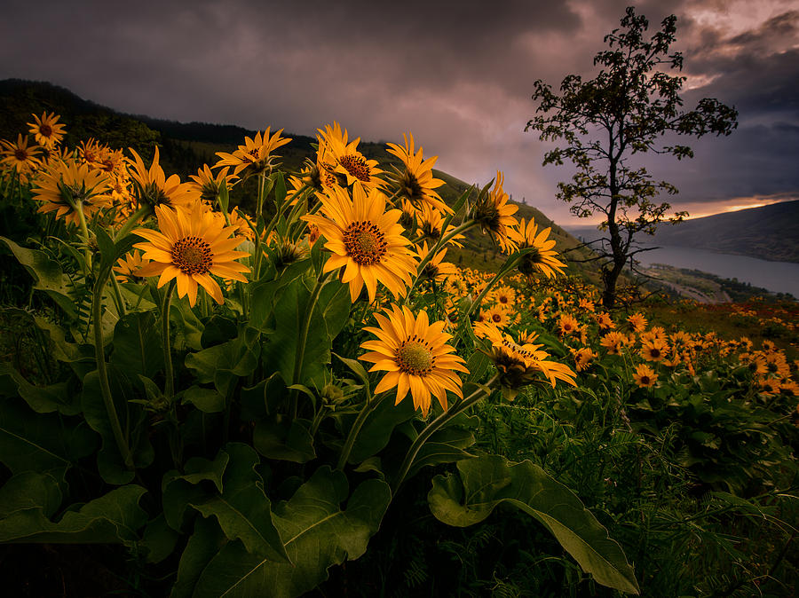 Flower Photograph - Columbia Gorge Joy by Dan Mihai