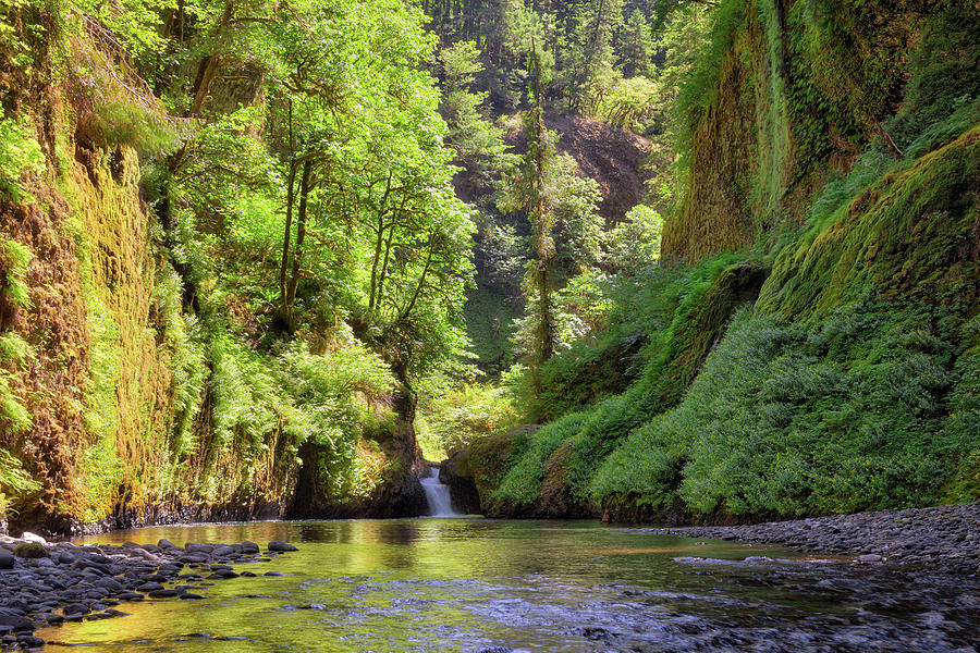 Columbia Gorge Waterfall in Summer Photograph by David Gn