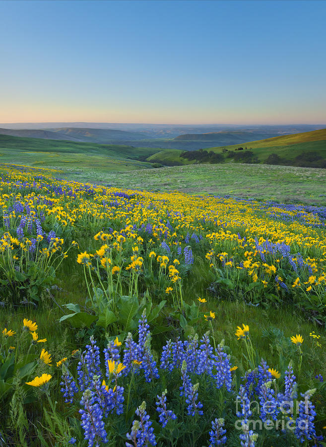 Columbia Hills Wildflower Dawn Photograph by Michael Dawson