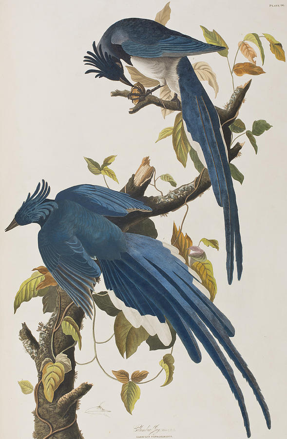 John James Audubon Painting - Columbia Jay by John James Audubon