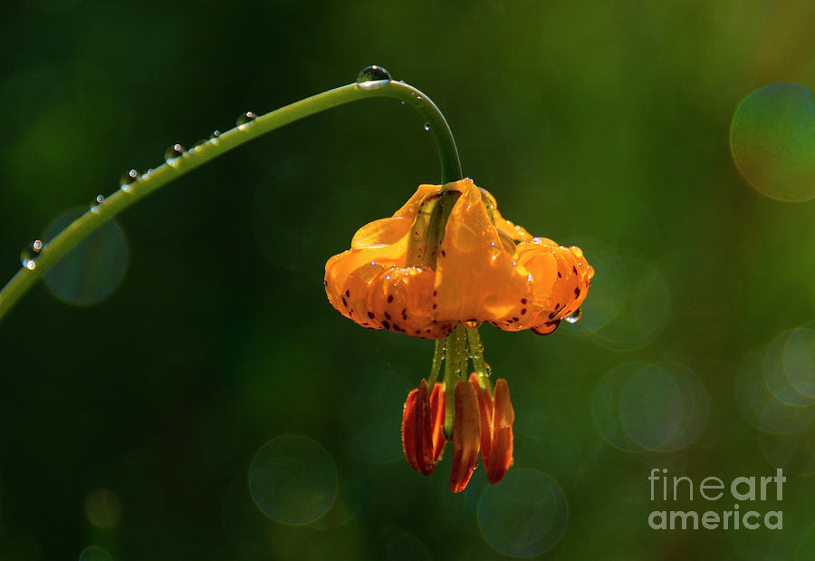 Columbia Lily with Dew Photograph by Michael Dawson