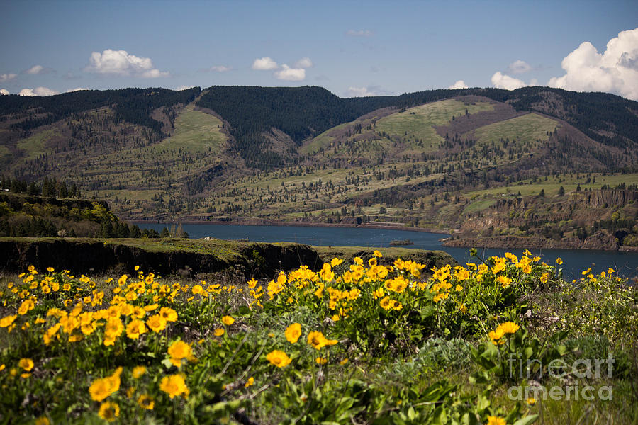 Columbia River Gorge Balsam Root Photograph by Patricia Babbitt