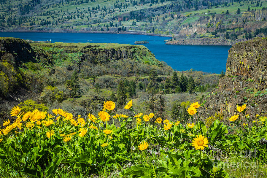 Columbia River Gorge Photograph by Patricia Babbitt