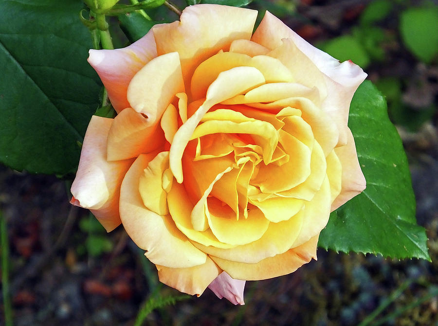 Columbia River Gorge Rose Photograph by Judy Wanamaker