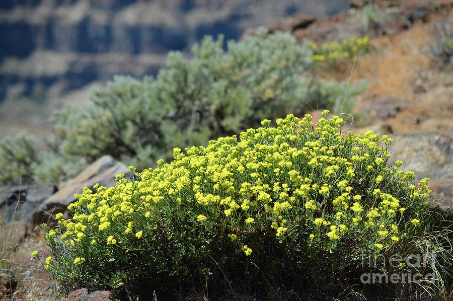 Columbia River Ridge Blooms  Photograph by Carol Eliassen