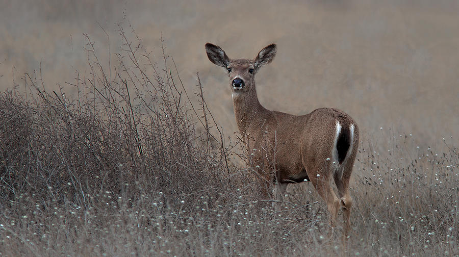 Columbian Black tailed Deer Photograph by Floyd Hopper