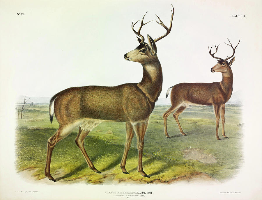 John James Audubon Painting - Columbian Black-tailed Deer by John James Audubon