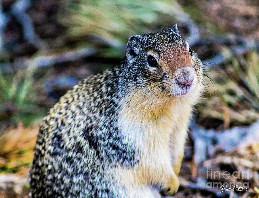 Columbian Ground Squirrel Photograph by Adam Morsa