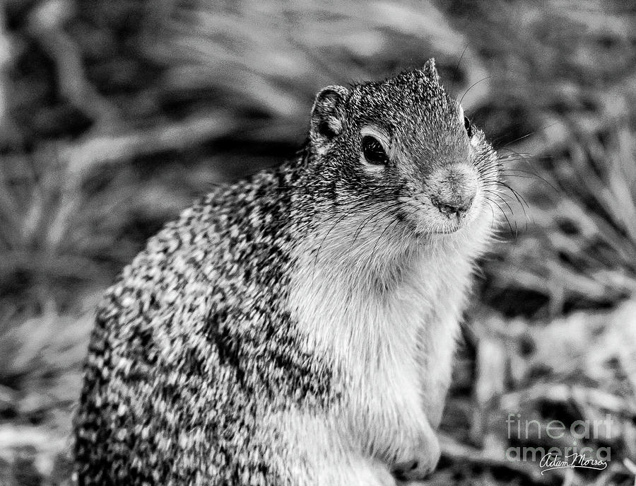 Columbian Ground Squirrel, Black and White Photograph by Adam Morsa