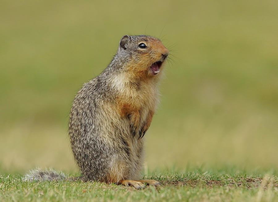 Squirrel Photograph - Columbian Ground Squirrel by Mark Hryciw