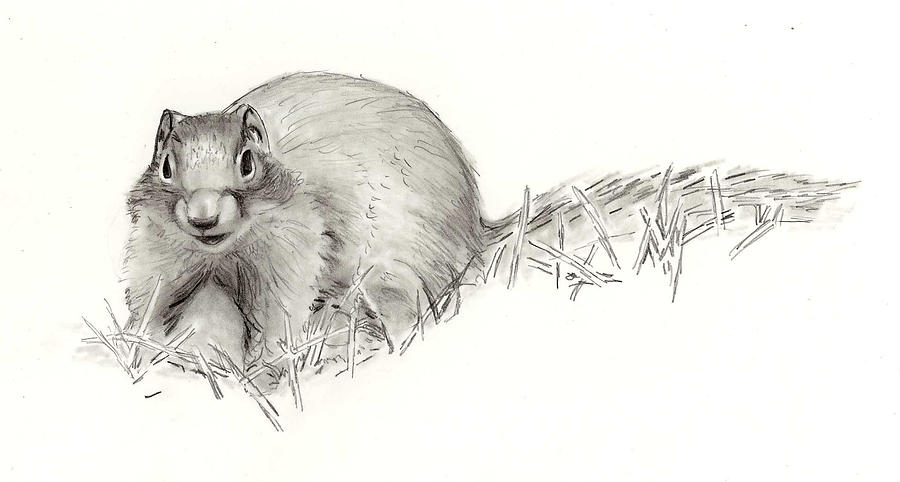Columbian Ground Squirrel Drawing by Marsha Karle