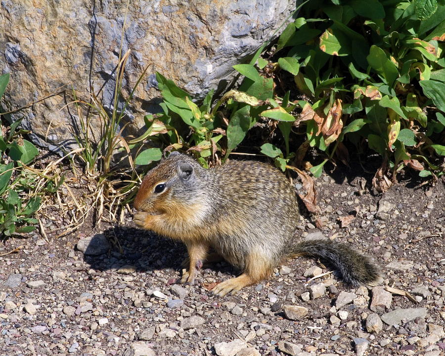 Columbian ground squirrel Photograph by Sally Weigand