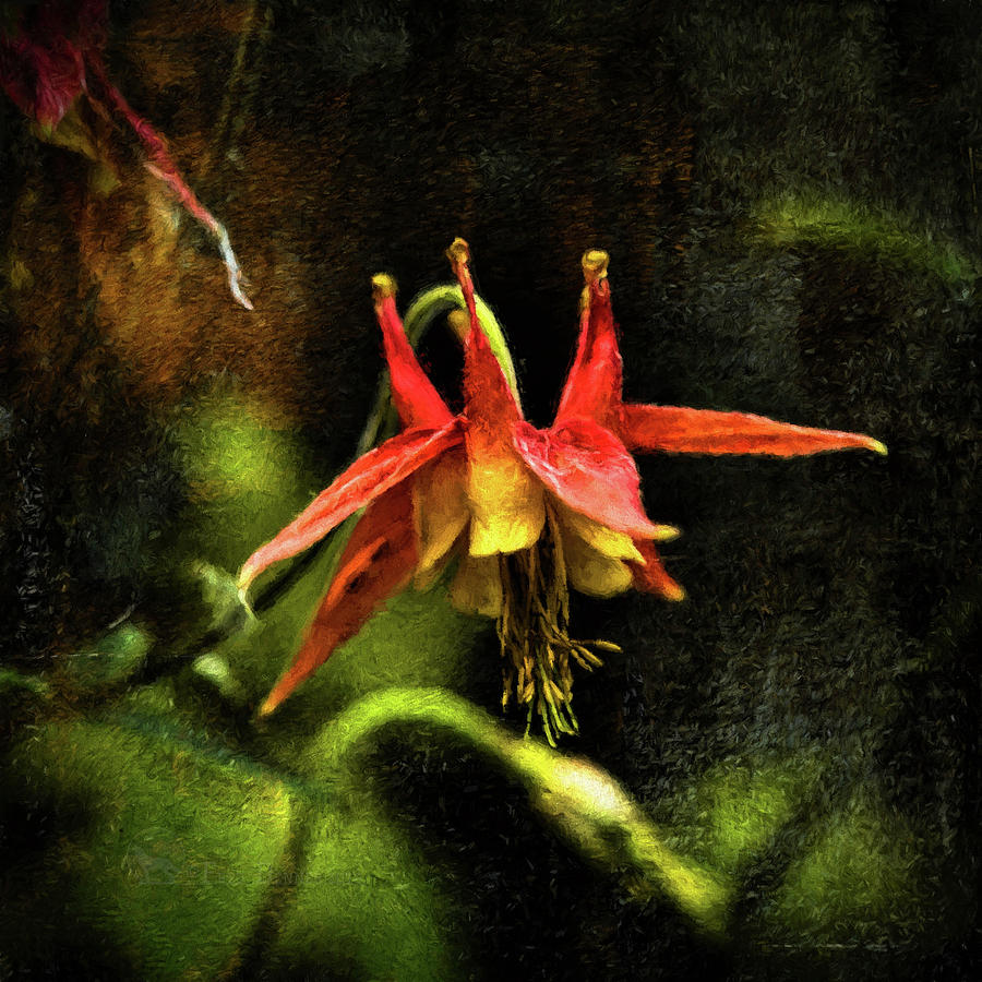 Columbine 2016 digital painting Photograph by Fred Denner