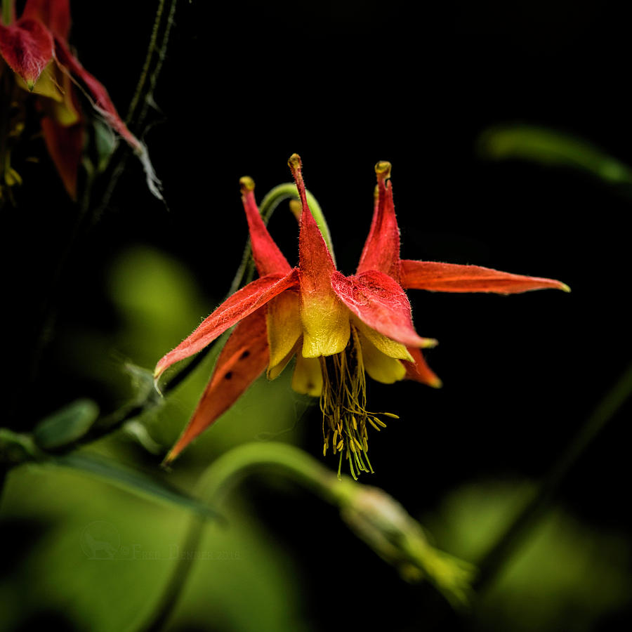 Columbine 2016 Photograph by Fred Denner