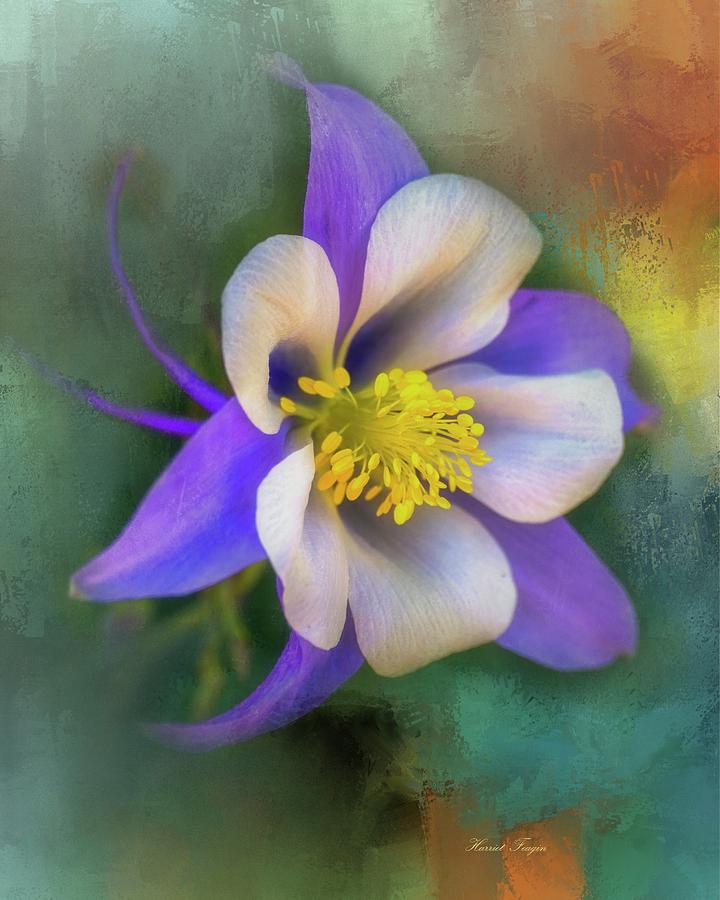 Columbine Abstract  Photograph by Harriet Feagin