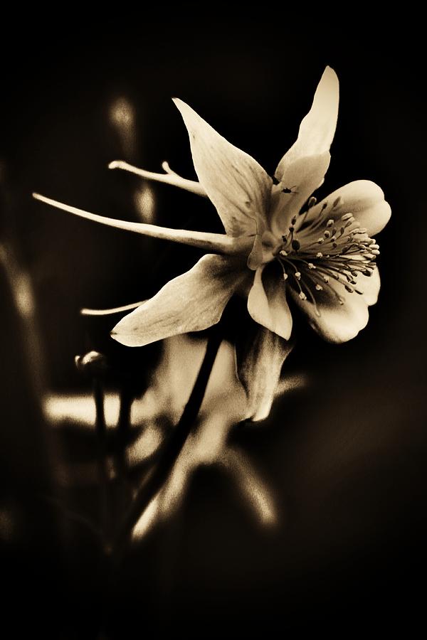 Black And White Photograph - Columbine by Amy Neal
