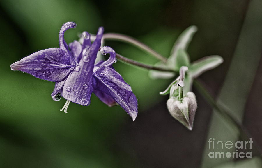 Flower Photograph - Columbine and Heart by Chris Fleming