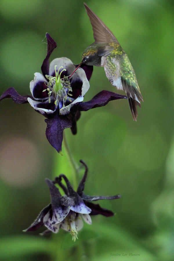 Columbine and Hummingbird Photograph by Sandra Huston