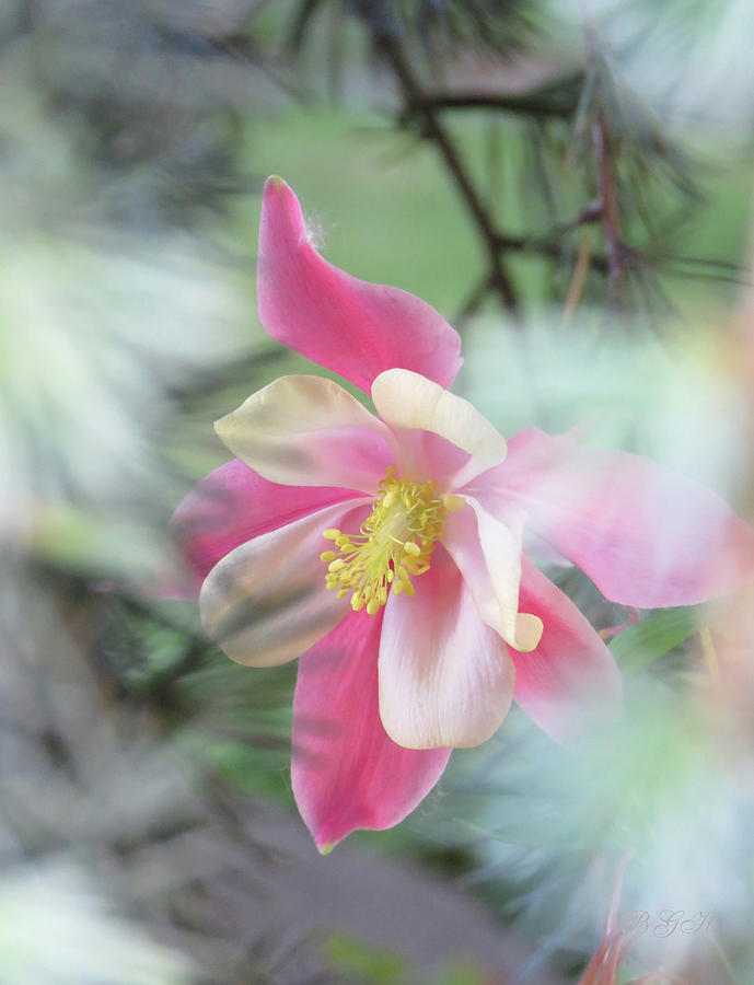 So Happy Together - Columbine and Spruce 1 - Floral Photographic Art Photograph by Brooks Garten Hauschild