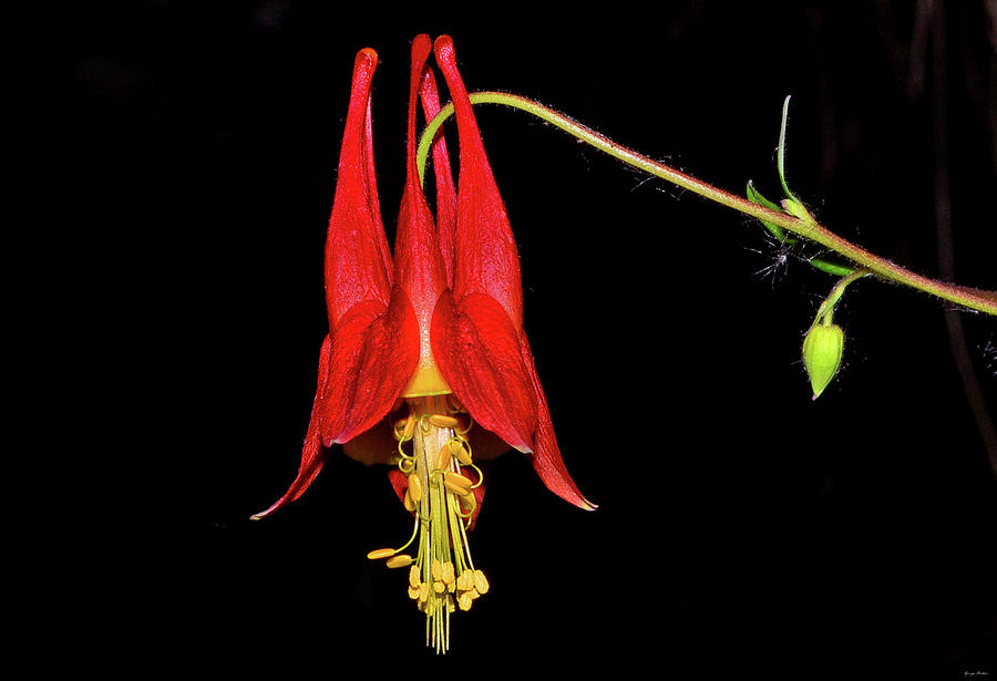 Columbine - Aquilegia canadensis 004 Photograph by George Bostian