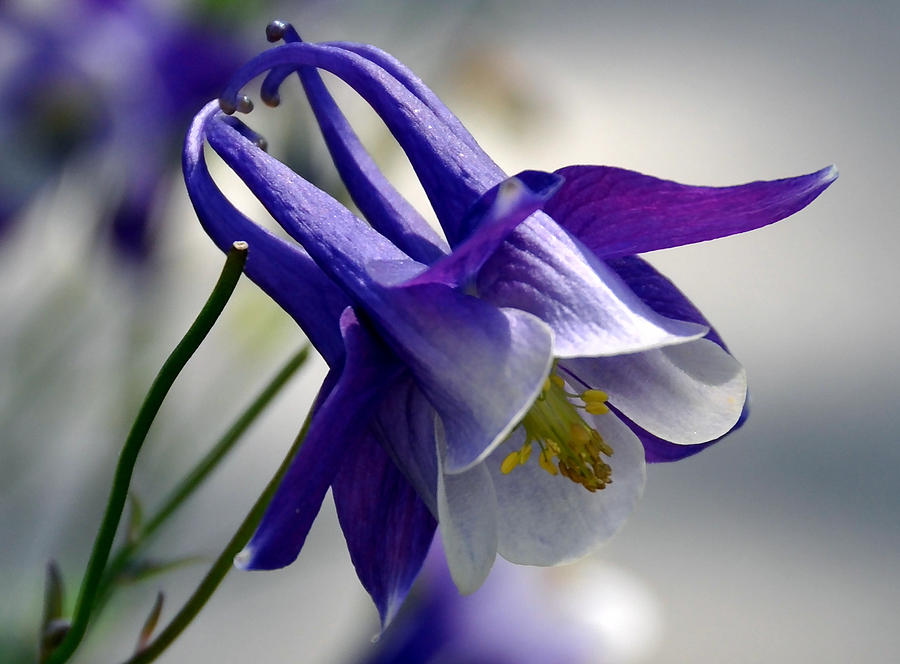 Columbine Aquilegia Coerulea I Photograph by Frank LaFerriere - Fine ...