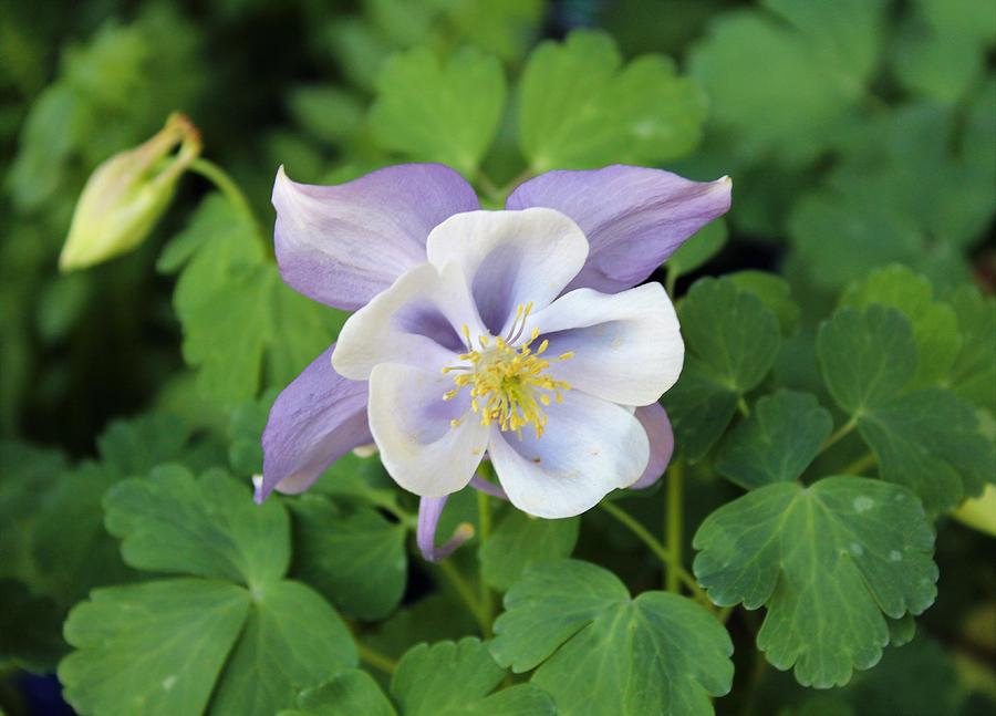 Columbine at Glen Magna Farms Photograph by Paul Meinerth