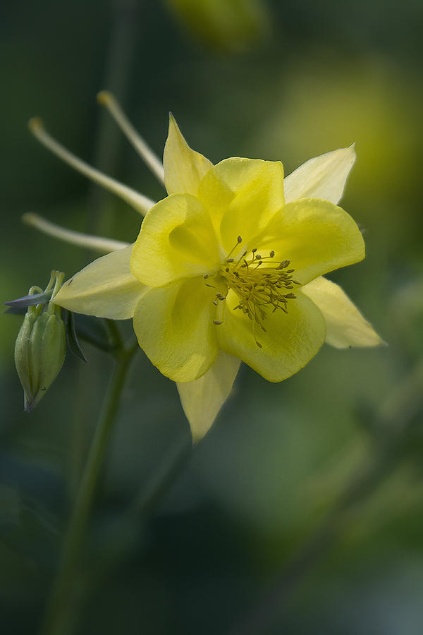 Nature Photograph - Columbine Bloom  by Saija Lehtonen