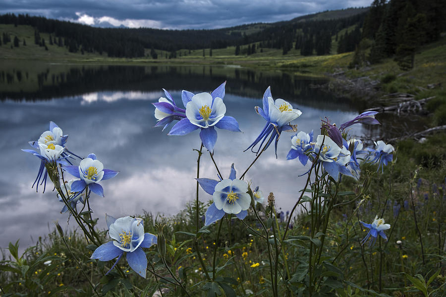Flower Photograph - Columbine blooms in the Rocky Mountains by Dave Dilli