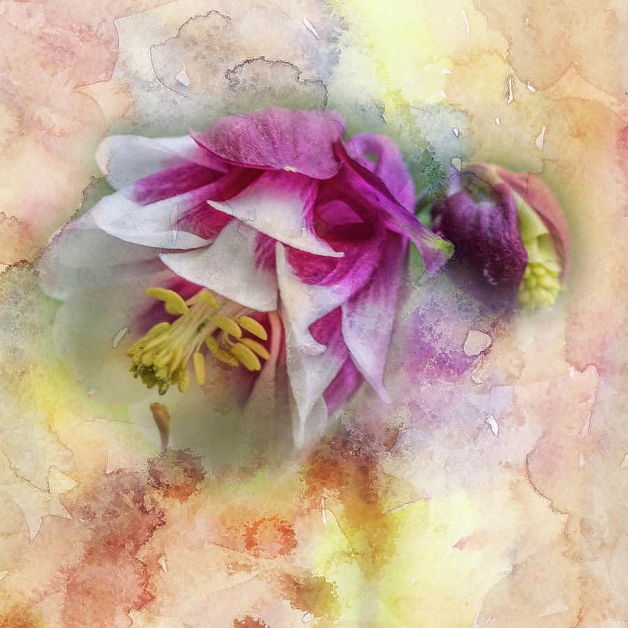 Columbine Blossom In Magenta And White #1 Photograph
