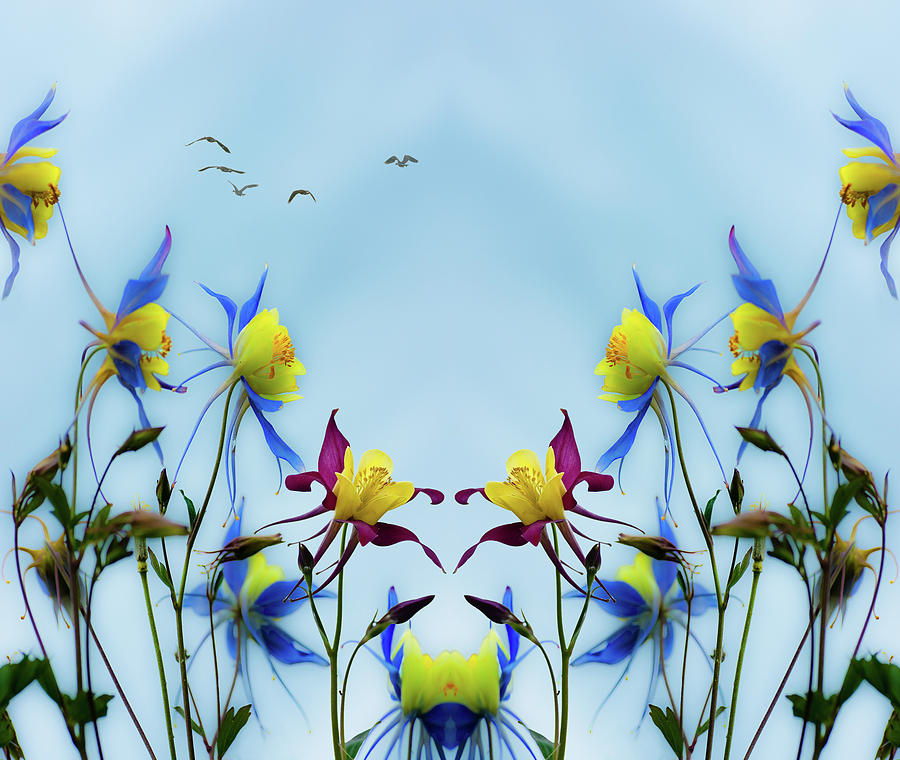 Columbine Blossoms and Birds Photograph by Peter V Quenter