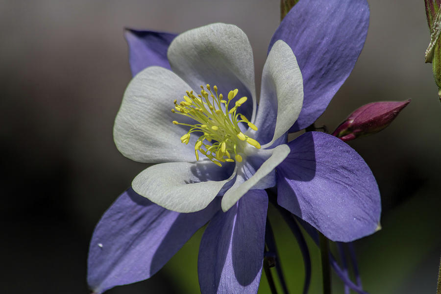 Columbine Blues Photograph by Alana Thrower