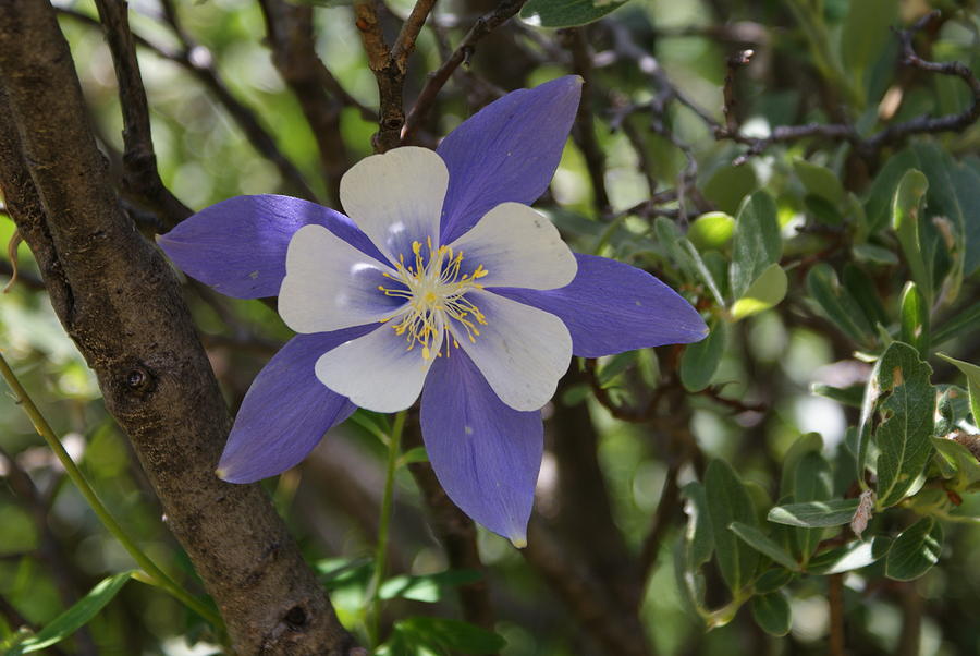 Mountains Photograph - Columbine by Brian Anderson Mountains Photograph - Columbine by Brian Anderson