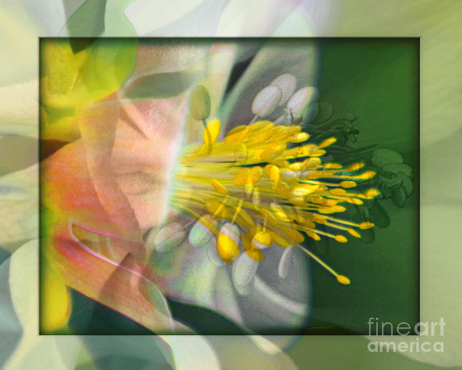 Flower Photograph - Columbine Burst by Chuck Brittenham Flower Photograph - Columbine Burst by Chuck Brittenham