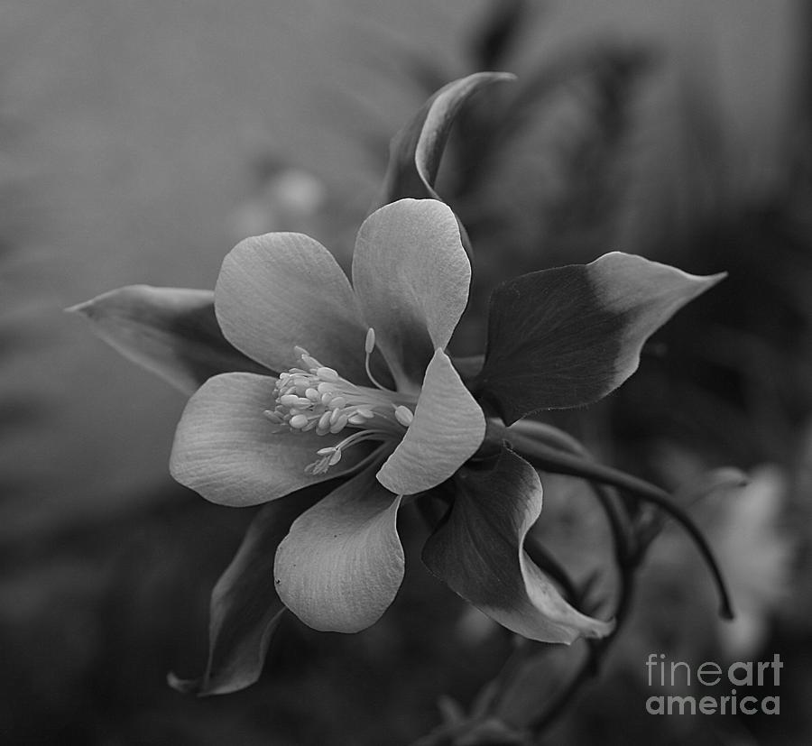 Columbine BW Photograph by Tony Baca - Fine Art America