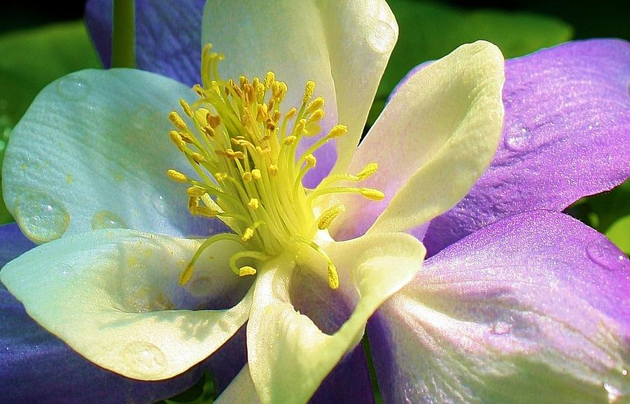 Columbine Close Up Photograph by Bruce Bley