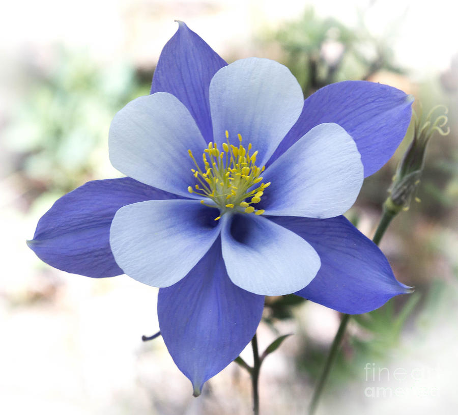 Columbine Colorado State Flower Photograph by Dennis Wagner