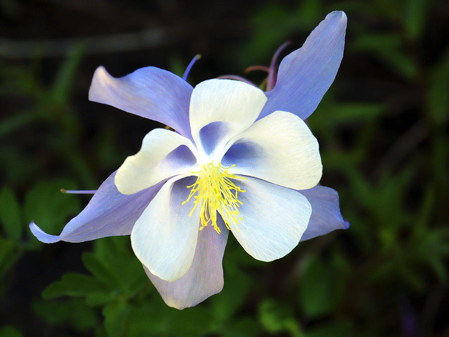 Columbine Colorado State Flower Photograph by Marilyn Hunt