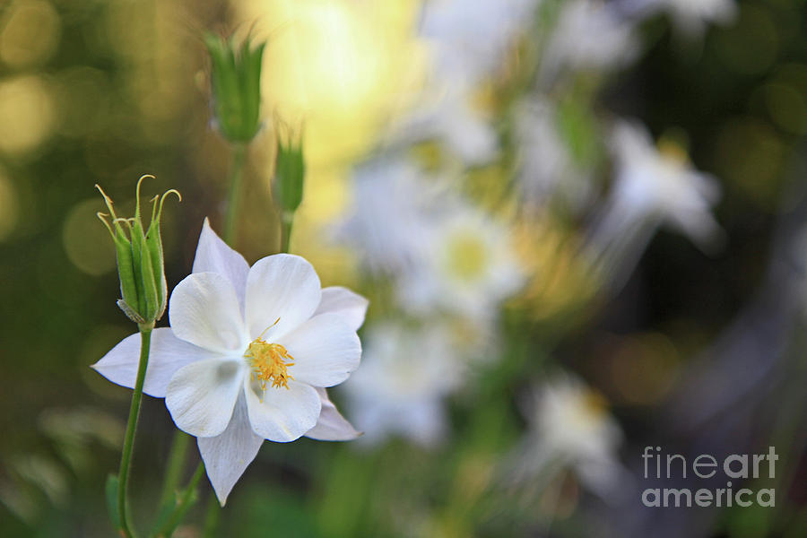Columbine Photograph by Edward R Wisell